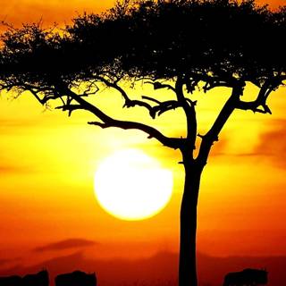 Africa sunset wallpaper