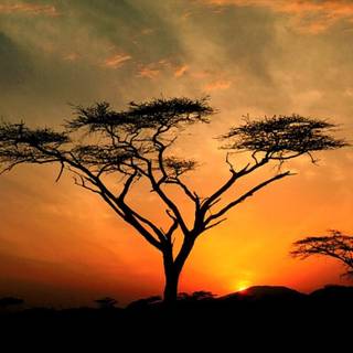 Africa sunset wallpaper