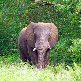 Asian elephants wallpaper