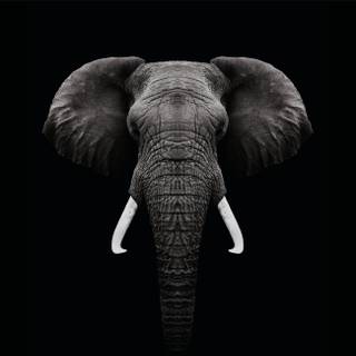 Asian elephants wallpaper