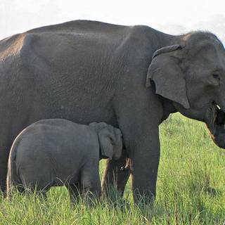 Asian elephants wallpaper