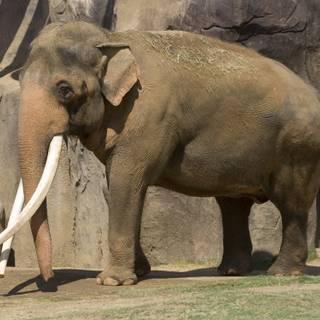 Asian elephants wallpaper