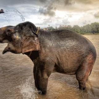 Asian elephants wallpaper