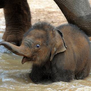 Asian elephants wallpaper