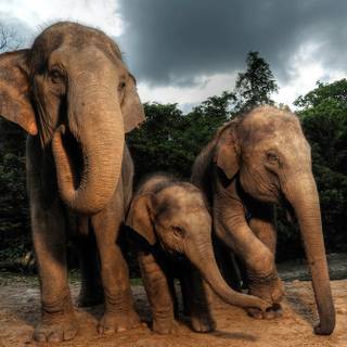 Asian elephants wallpaper