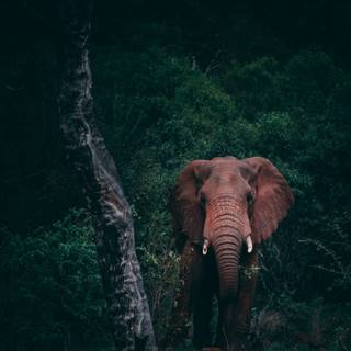 Asian elephants wallpaper