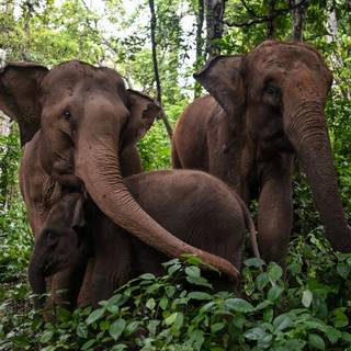 Asian elephants wallpaper
