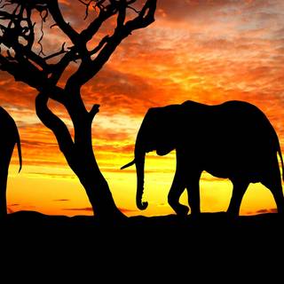 Asian elephants wallpaper