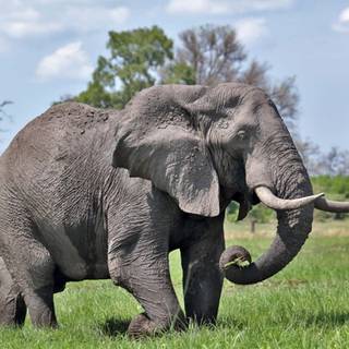 Asian elephants wallpaper