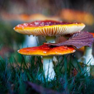 Mushroom PC wallpaper