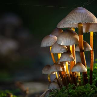 4k mushroom wallpaper