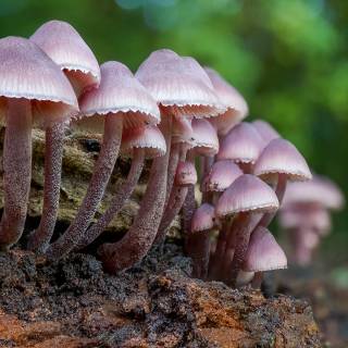 4k mushroom wallpaper