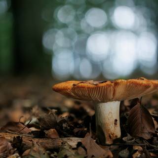 4k mushroom wallpaper