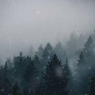 Forest snow 4k wallpaper