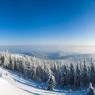 Forest snow 4k wallpaper