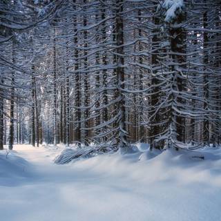 Forest snow 4k wallpaper