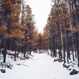 Forest snow 4k wallpaper