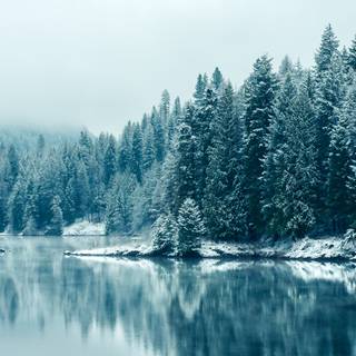 Forest snow 4k wallpaper