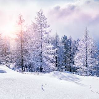 Forest snow 4k wallpaper