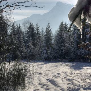 Forest snow 4k wallpaper