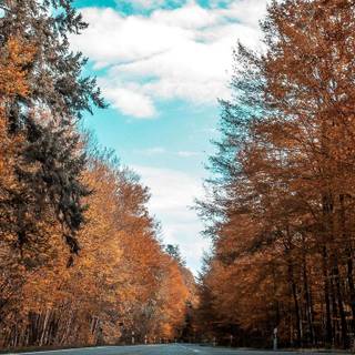 4k iPhone nature wallpaper