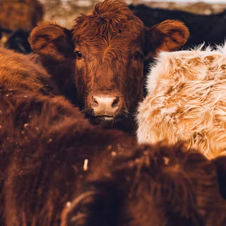 Show cattle wallpaper