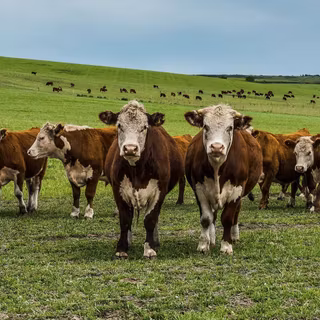 Show cattle wallpaper