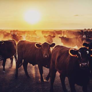 Show cattle wallpaper