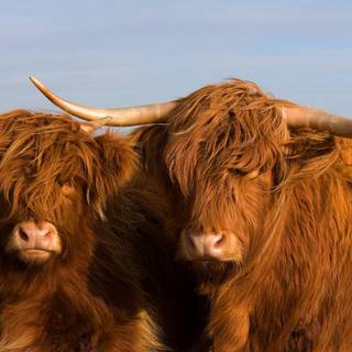 Show cattle wallpaper