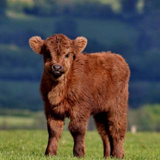 Show cattle wallpaper