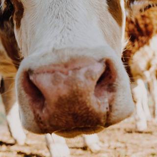 Show cattle wallpaper