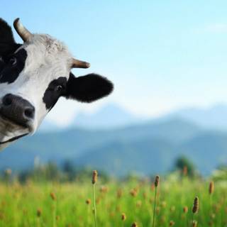 Show cattle wallpaper