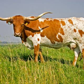 Show cattle wallpaper