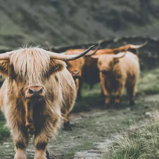 Show cattle wallpaper