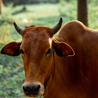 Show cattle wallpaper