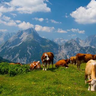 Show cattle wallpaper