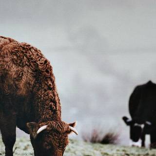 Show cattle wallpaper