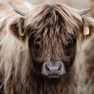 Show cattle wallpaper