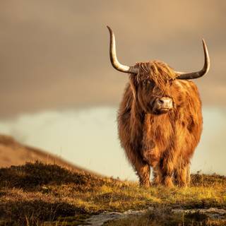 Show cattle wallpaper