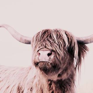 Show cattle wallpaper