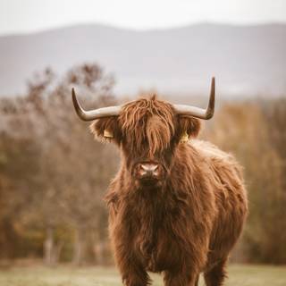 Show cattle wallpaper