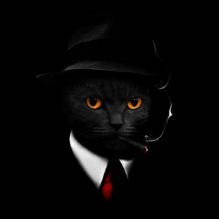 Black cat desktop wallpaper