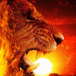 4k phone fire wallpaper