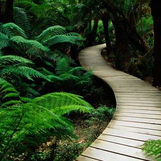 Phone 4k nature wallpaper