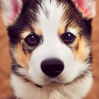 Puppies iPhone wallpaper