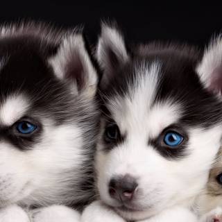 Puppies iPhone wallpaper