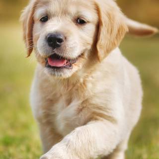 Puppies iPhone wallpaper