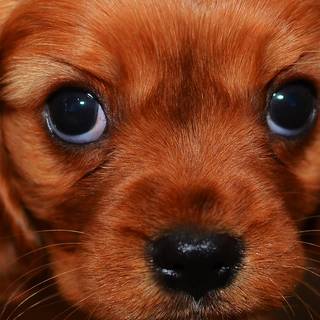Puppies iPhone wallpaper