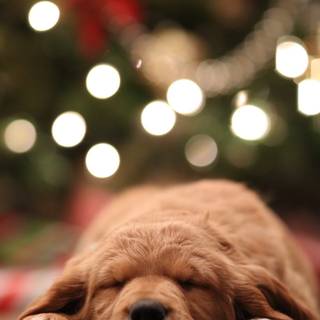 Puppies iPhone wallpaper