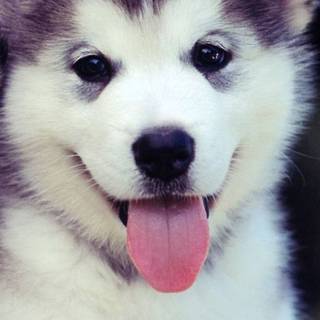 Puppies iPhone wallpaper